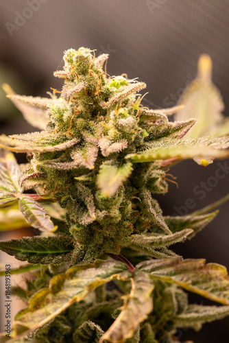 flower on a cannabis plant