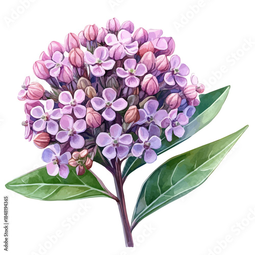 Cuadro en lienzo Milkweed Flower, vector clipart in watercolor with smooth gradients, isolated on a white background