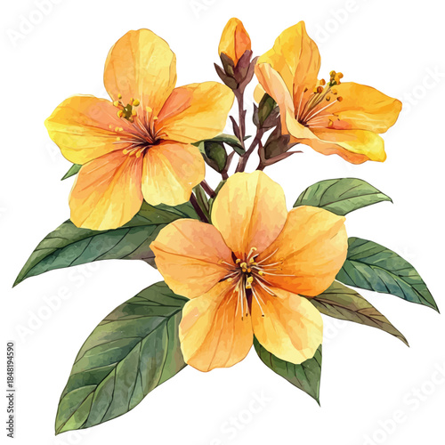 Monkey Flower Flower, clipart watercolor vector with vivid accents and harmonious tones, isolated on a white background.