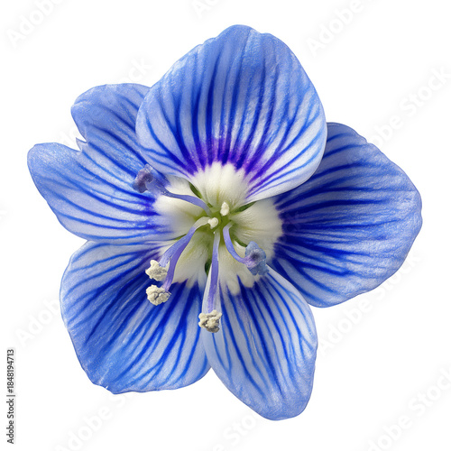 Blue Flower With Delicate Petals and Fine Details Found in a Natural Setting ...