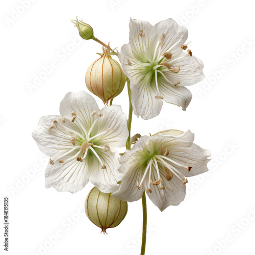 White Flowers and Buds With Greenish-White Petals on a Simple Background