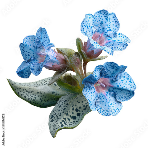 Blue Flowers With Spotted Leaves Grow in a Garden Setting During Bright Dayli...