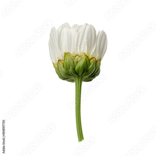 White Flower With Green Stem Grown in Natural Light Setting
