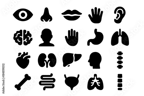 Simple black silhouette of essential human anatomy organs and external body parts