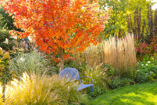 Soft plumes of ornamental grasses surround an Autumn Blaze maple, their golden blades arching and swaying beneath red foliage, creating layered texture, gentle motion, and an immersive fall garden