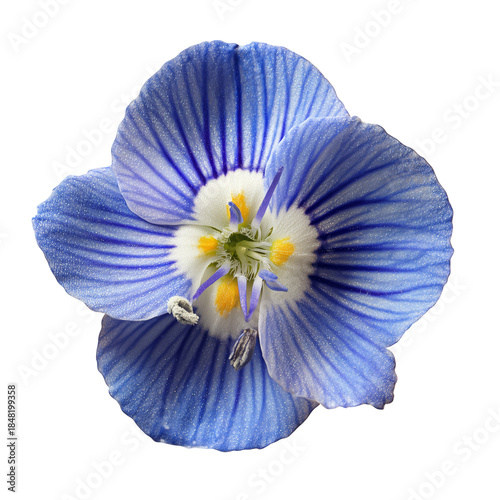 Flower With Blue Petals Showing White and Yellow Details Found in Nature