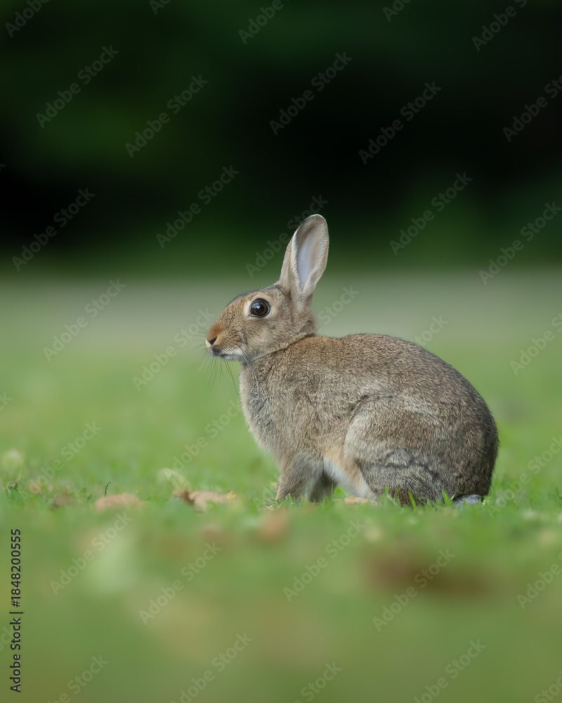Fototapeta premium Wildkaninchen