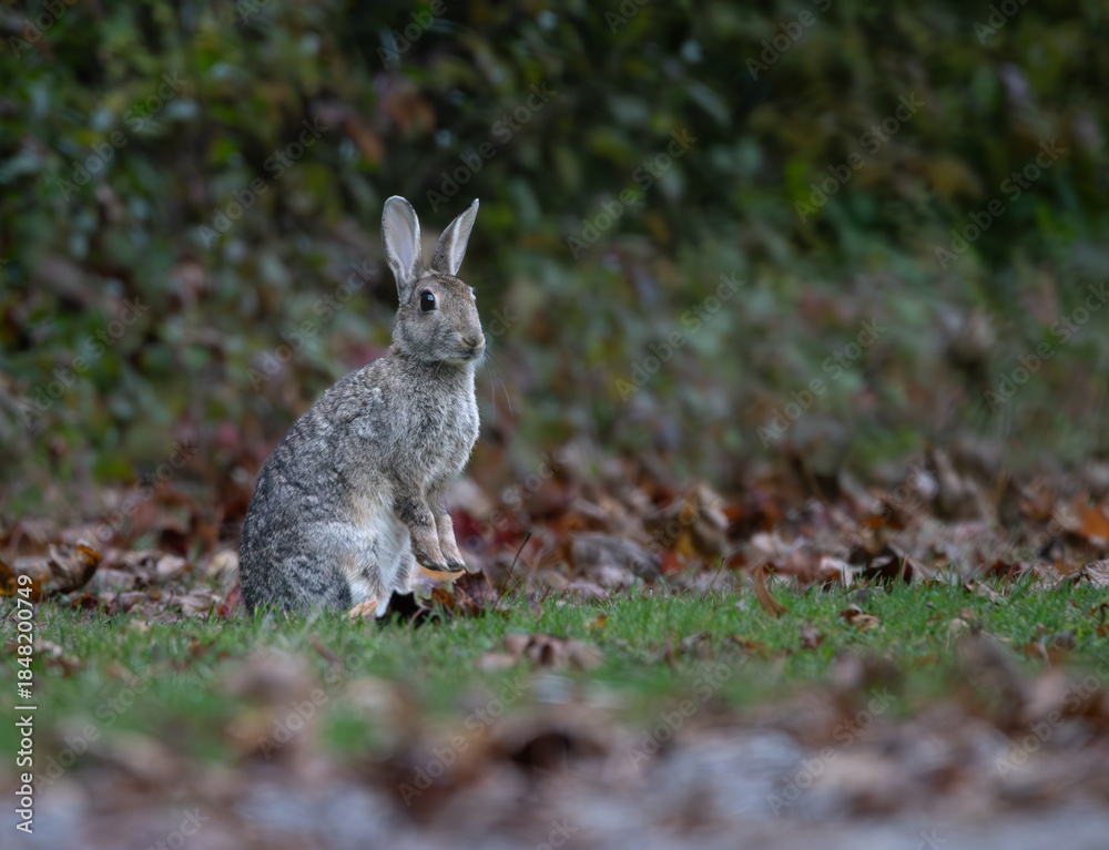 Fototapeta premium Wildkaninchen