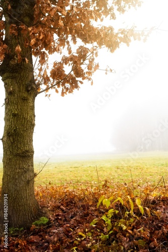 A large oak tree with brown autumn foliage stands in a grassy field covered in thick white fog during the fall season.