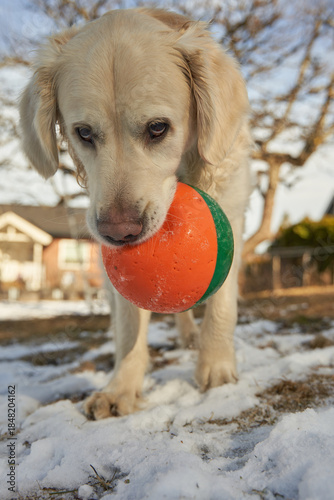  Eager Golden Retriever Puppy Inviting Playtime in Oslo, Norway