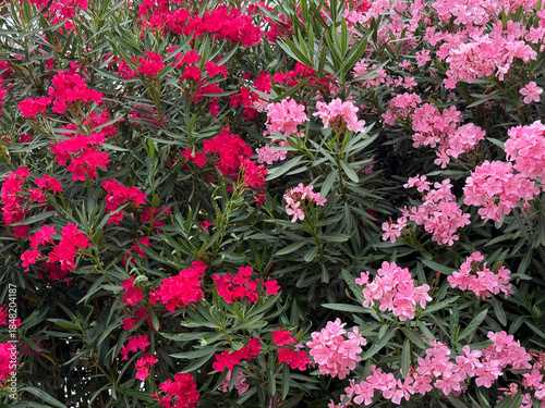 Konstfotografi Nerium Oleander blooming pink shrubs.