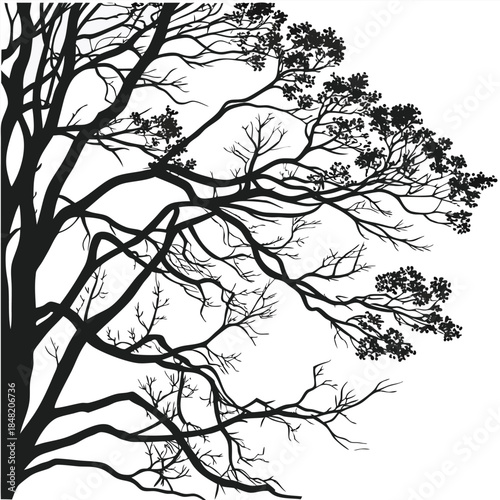 Black silhouette of a large tree with many branches and leaves on a white background nature