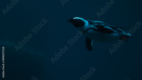 Underwater photo of a penguin in an aquarium, swimming in blue water, wildlife, animal, sea world, zoo, leisure, travel.