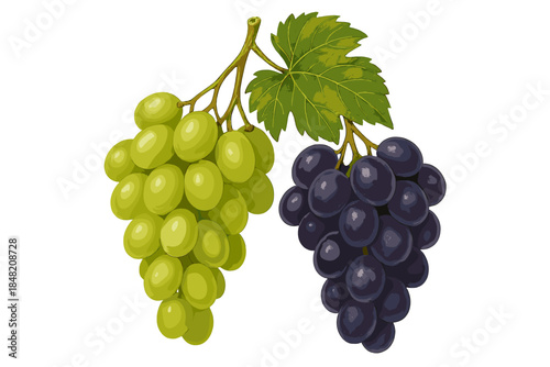 Two Bunches of Grapes on a Green Background