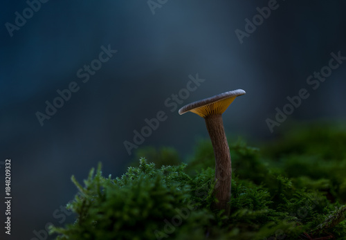 Dark forest scene with a goblet funnel cap mushroom