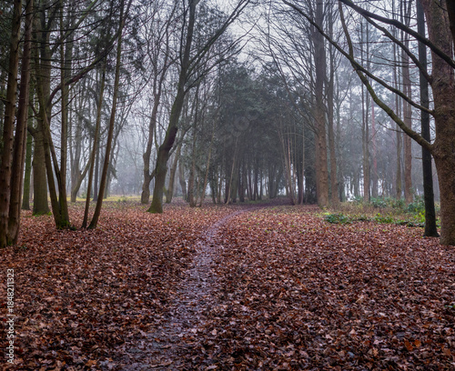 Картината върху платно Misty forest trail winding through a carpet of fallen brown autumn leaves, surro