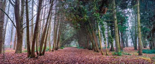 Tablou pe pânză Forest path covered with fallen brown leaves winding through a dense tunnel of t