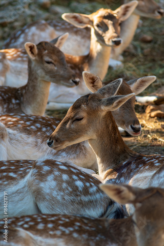 Group of resting fallow deer lying together in natural habitat