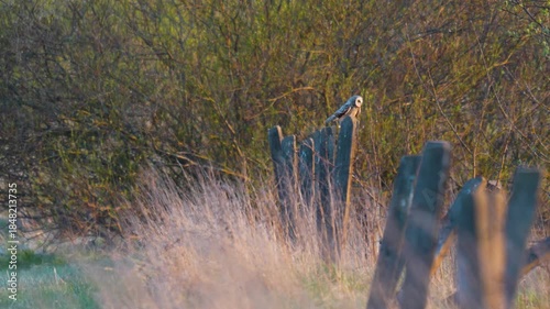 A short-eared owl in evening light perched on a post waiting for hunting