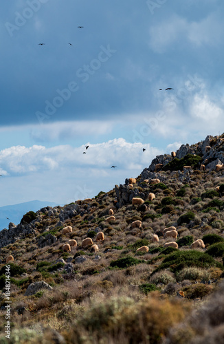 Sheep grazing on rocky hillside in Crete with birds flying overhead
