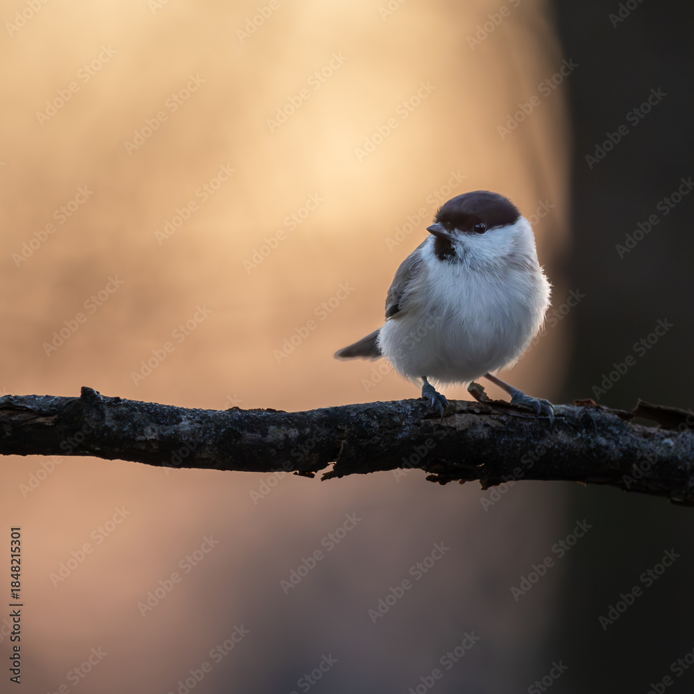 Fototapeta premium Sumpfmeise