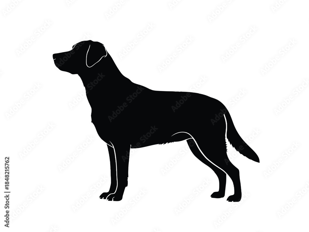 Fototapeta premium A striking silhouette of a labrador retriever in a side profile view