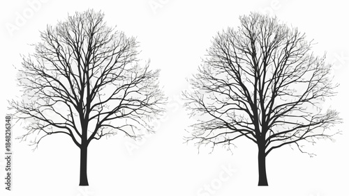Bare trees with intricate branches on white background