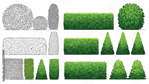 Various green hedges and bushes for landscaping design