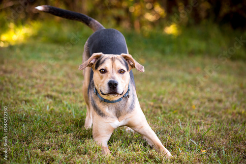 A mixed breed dog stretching in a play bow position