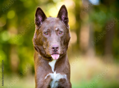 A mixed breed dog sticking its tongue out