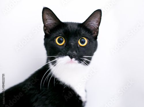 A black and white shorthair cat with dilated pupils