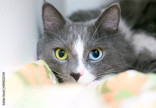A gray and white cat with heterochromia in its eyes