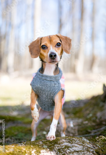 A cute Beagle dog wearing a sweater
