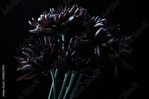 Dark Burgundy Chrysanthemum Flowers in Dramatic Studio Lighting for Elegant Floral Still Life