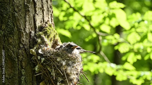 Young bird nestling in tree nest green foliage nature wildlife growth