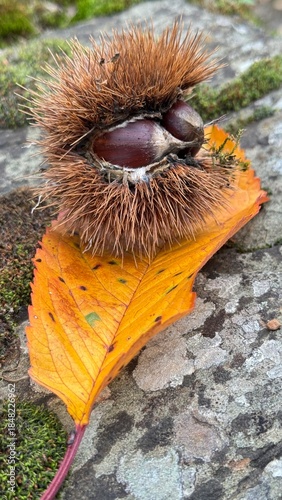 autumn leaves multi color in rainy day with chestnut on the top