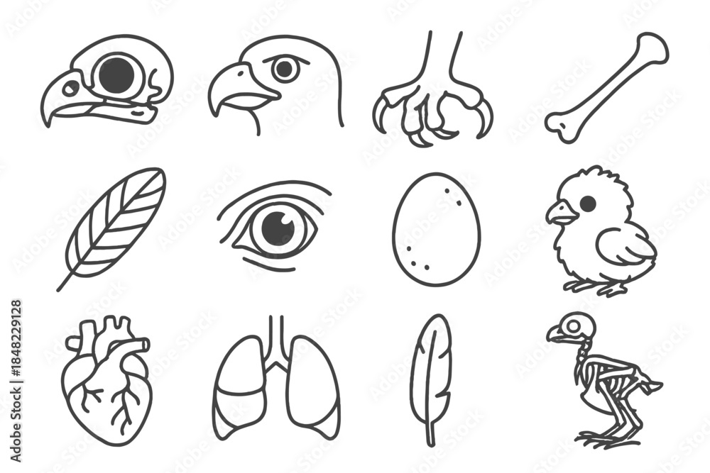 Obraz premium Falcon Anatomy Icons. Line style icons of falcon biology: falcon skull, beak, talon, wing bone; feather detail, eye close-up, egg,