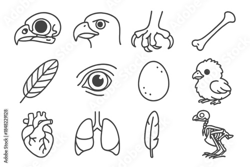 Falcon Anatomy Icons. Line style icons of falcon biology: falcon skull, beak, talon, wing bone; feather detail, eye close-up, egg,