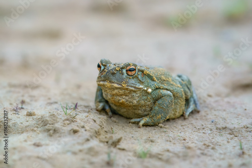 Foto The Colorado River toad (Incilius alvarius), also known as the Sonoran Desert toad, is found in northern Mexico and the southwestern United States
