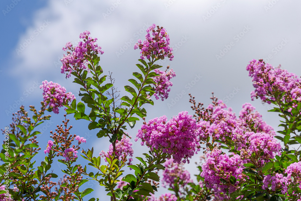 Fototapeta premium Detail of the plant Lagerstroemia crepe myrtle in a Brazilian home garden