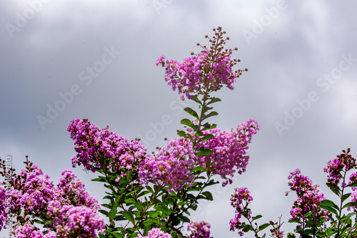 Detail of the plant Lagerstroemia crepe myrtle in a Brazilian home garden