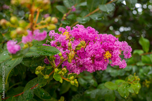 Detail of the plant Lagerstroemia crepe myrtle in a Brazilian home garden