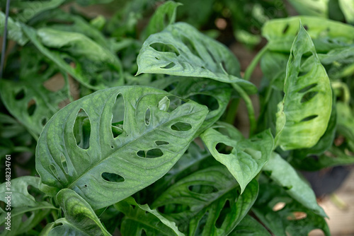Monkey mask (Monstera adansonii CV. Monkey mask), Araceae. evergreen climbing perennial herb, cultivated plant, greenish-white flower.