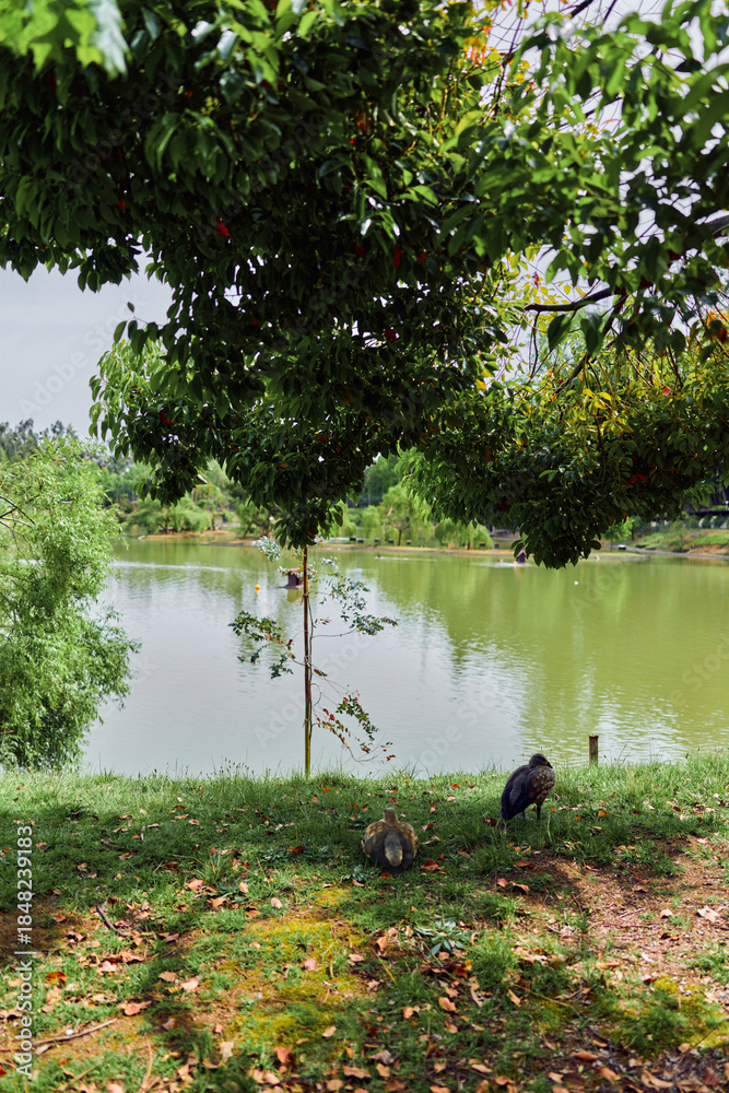 Fototapeta premium Lake, tree, birds, grass, water, shore: Tranquil park scene with leafy tree overhanging a calm lake, two birds foraging on grassy shore, reflections and peaceful natural setting.