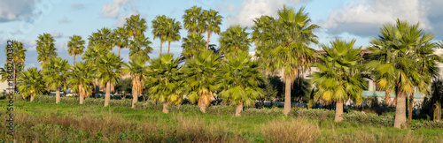 Row of palm trees in green field under soft afternoon light