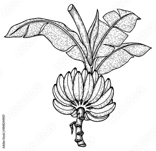 a black and white drawing of a branch of a banana tree with a flower, banana, banana tree, black, branch, drawing, flower, illustration, picture, plant, tree, against transparent background