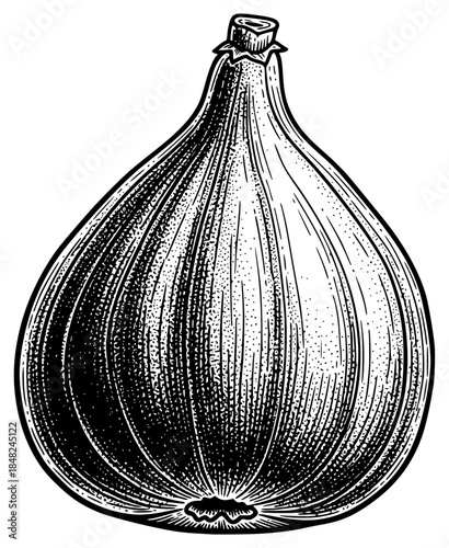 a black and white drawing of an onion shown on a , black, draw, drawing, illustration, onion, picture, show, against transparent background