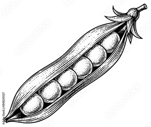 a black and white illustration of a pod of peas, black, engraving, fresh, illustration, pea, pod, against transparent background