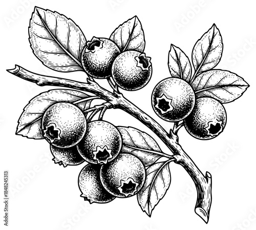 a branch of blueberries with ripe berries drawn in black ink on a , berry, black, blueberry, branch, draw, drawing, fruit, illustration, ink, plant, ripe, against transparent background
