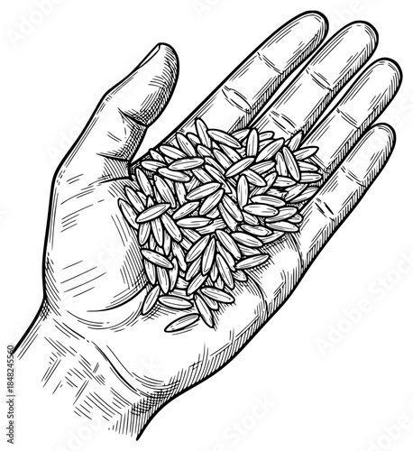 a black and white drawing of a hand holding grains of wheat or rice, black, drawing, grain, hand, hold, illustration, palm, rice, seed, wheat, against transparent background